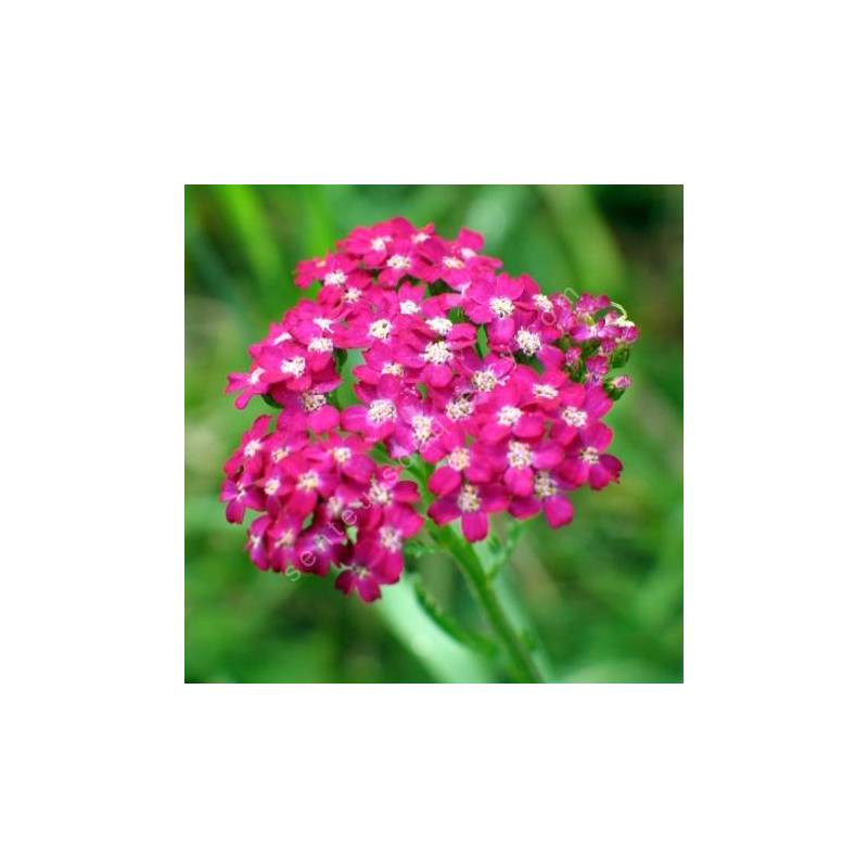 Achillea millefolium 'Cerise Queen' - Achillée millefeuille