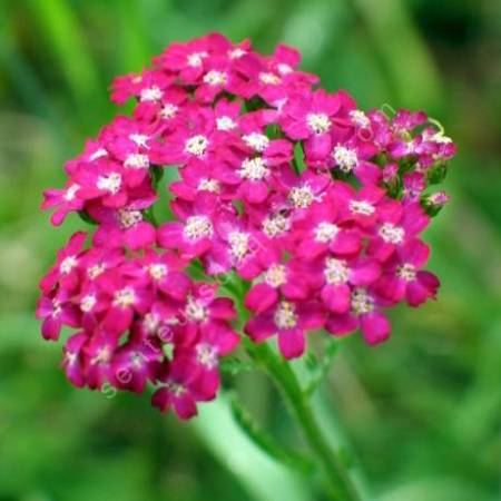 Achillea millefolium 'Cerise Queen' - Achillée millefeuille