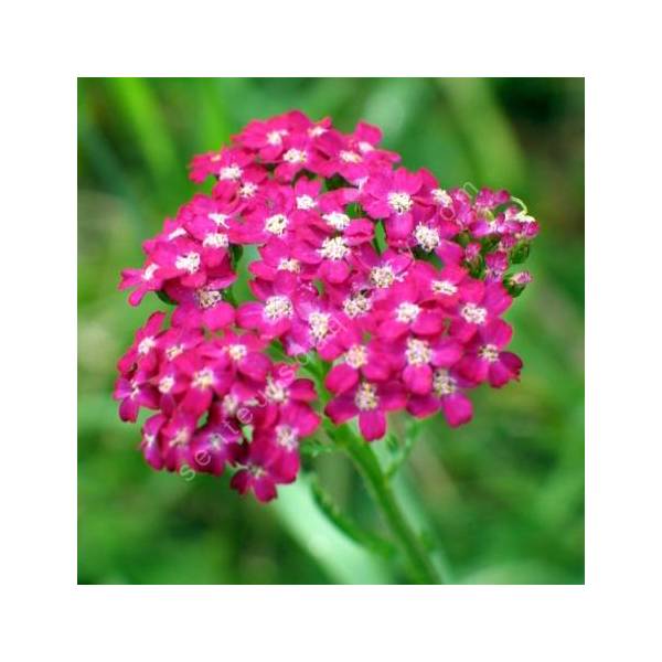 Achillea millefolium 'Cerise Queen' - Achillée millefeuille