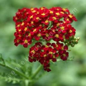 Achillea millefolium 'Paprika' - Achillée millefeuille