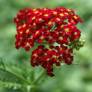 Achillea millefolium 'Paprika' - Achillée millefeuille