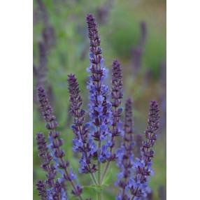 Grands épis bleu-violet de Salvia amplexicaulis