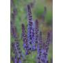 Grands épis bleu-violet de Salvia amplexicaulis