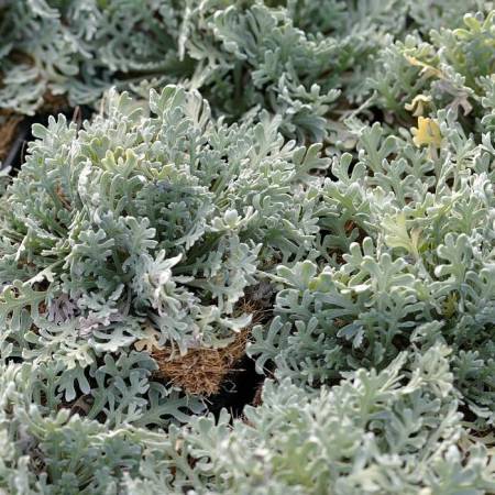 Achillea x kolbiana