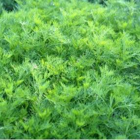 Artemisia abrotanum - Arquebuse - Aurone