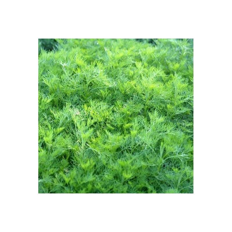 Artemisia abrotanum - Arquebuse - Aurone