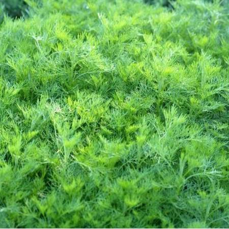 Artemisia abrotanum - Arquebuse - Aurone
