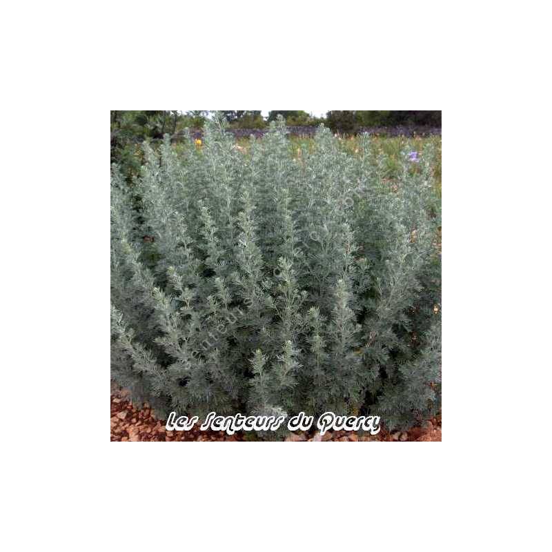 Artemisia absinthium - Absinthe