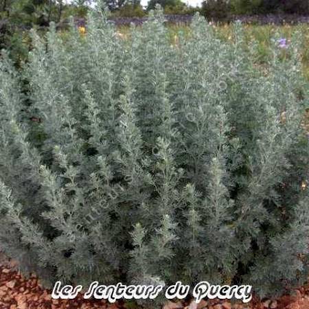 Artemisia absinthium - Absinthe