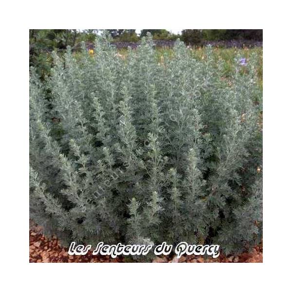 Artemisia absinthium - Absinthe