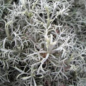 Artemisia 'Canescens' - Armoise d'Arménie.
