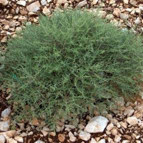 Artemisia herba alba - Armoise herbe blanche