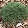 Artemisia herba alba - Armoise herbe blanche