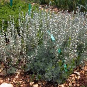 Artemisia lanata - Armoise laineuse.