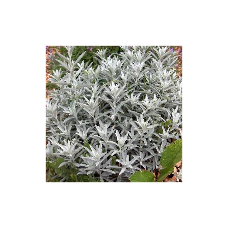 Artemisia ludoviciana 'Silver Queen'