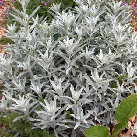 Artemisia ludoviciana 'Silver Queen'