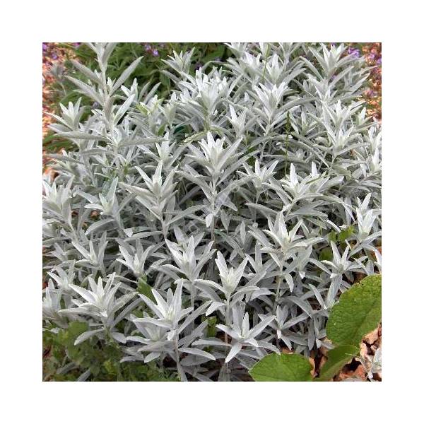 Artemisia ludoviciana 'Silver Queen'