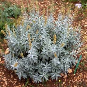 Artemisia ludoviciana 'Valerie Finnis'