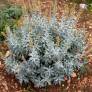 Artemisia ludoviciana 'Valerie Finnis'