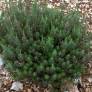 Artemisia molinieri