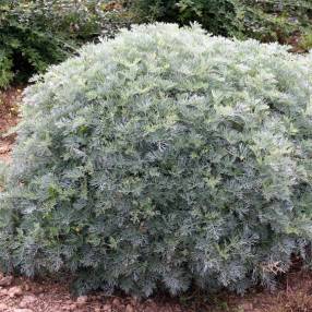 Artemisia 'Powis Castle'