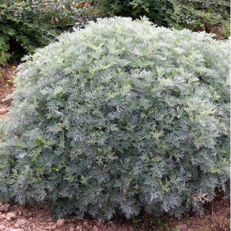 Artemisia 'Powis Castle'