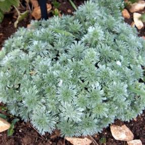 Artemisia schmidtiana 'Nana'