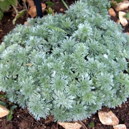 Artemisia schmidtiana 'Nana'