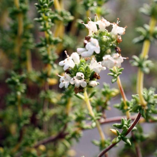 Thymus carnosus - Thym de mer