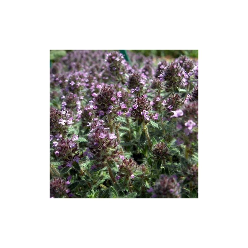 Thymus ciliatus - Thym cilié