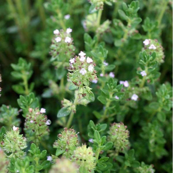 Thym citron vivace Thymus 'Culinary Lemon' Plante aromatique