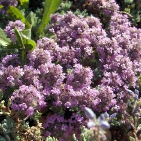 Thymus doerfleri