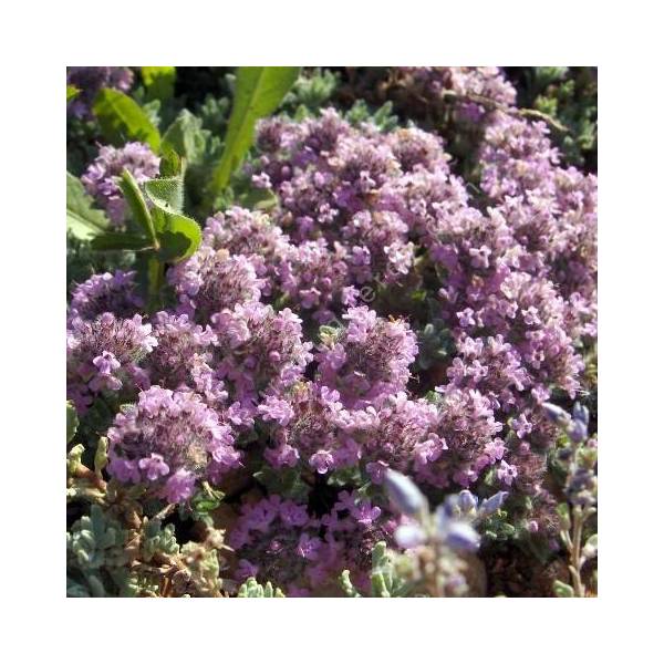 Thymus doerfleri Thymus doerfleri