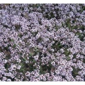 Thymus 'Duftkissen'