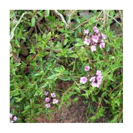 Thymus herba-barona 'Lemon Scented' - Thym corse citronné