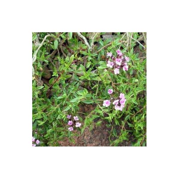 Thymus herba-barona 'Lemon Scented' - Thym corse citronné