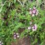 Thymus herba-barona 'Lemon Scented' - Thym corse citronné