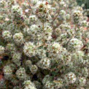 Thym résineux - Thymus mastichina