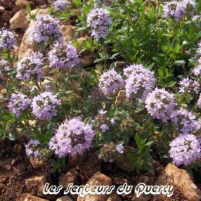 Thymus nitens - Thym luisant