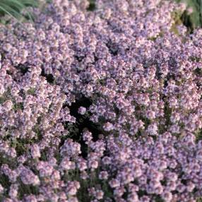 Thymus 'Peter Davis'