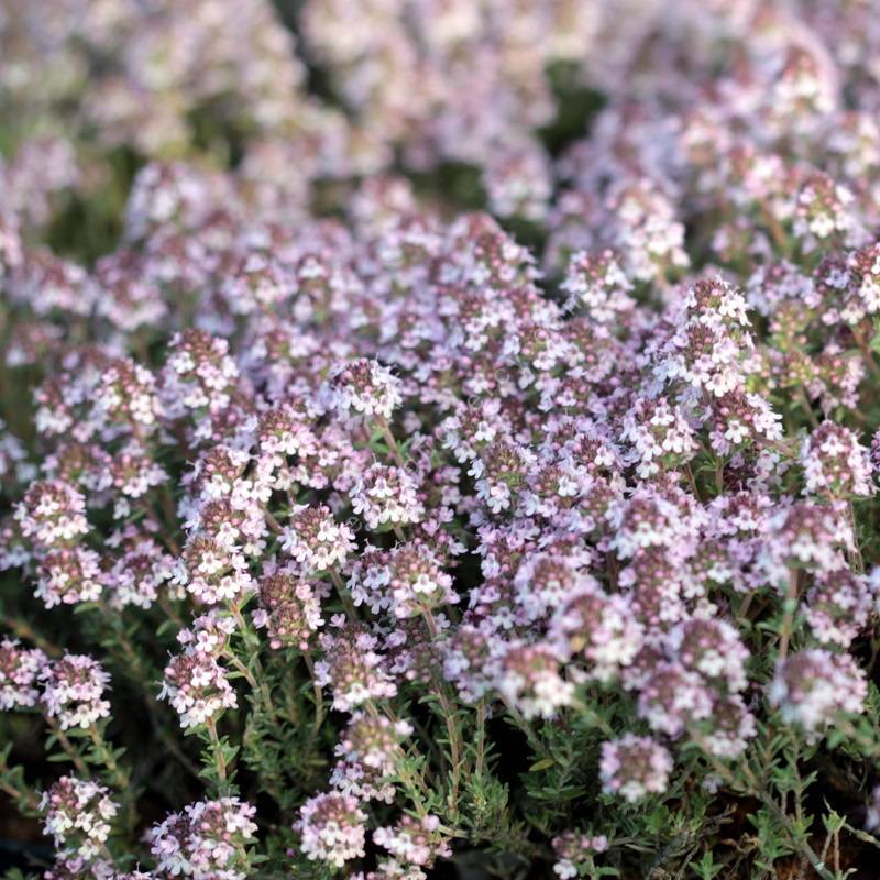 Thymus 'Peter Davis'