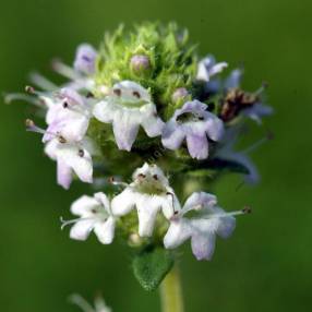 Thym à odeur de Pin - Thymus 'Pinewood'