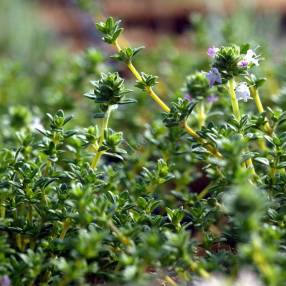 Thym à odeur de Pin - Thymus 'Pinewood'