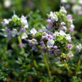 Thym à odeur de Pin - Thymus 'Pinewood'