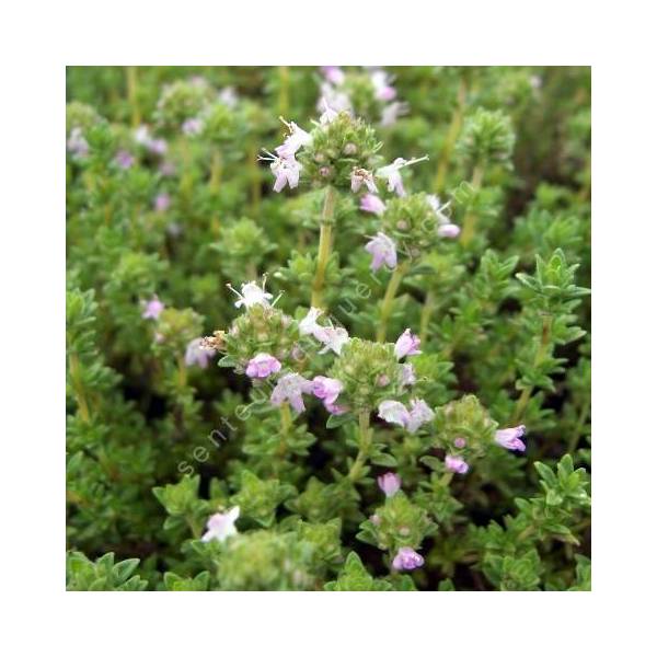 Thym à odeur de Pin - Thymus 'Pinewood'