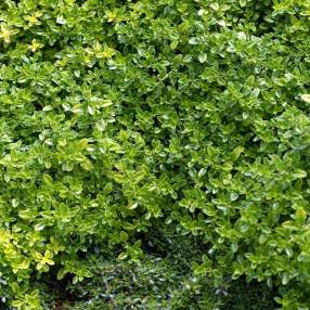 Thymus pulegioides 'Bertram Anderson'