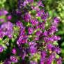 Thymus 'Purple Beauty' (Coccineus Group)