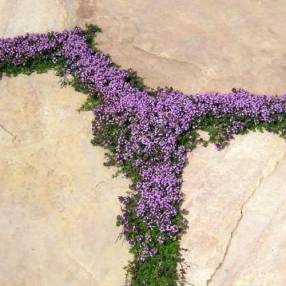 Thymus serpyllum 'Elfin' - Thym serpolet nain