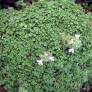 Thymus serpyllum 'Elfin' - Thym serpolet nain