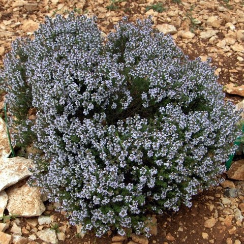 Thym Sauvage Thymus Vulgaris Plante Aromatique Et Comestible Thymus Vulgaris Thym Commun